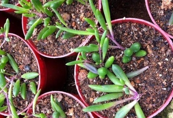 3种花不用买，花店门口“捡个枝”，一插就能活，简单还省钱！