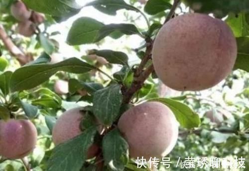 李子|以下3种水果坚持吃，养颜排毒、延缓衰老速度，不妨试试！