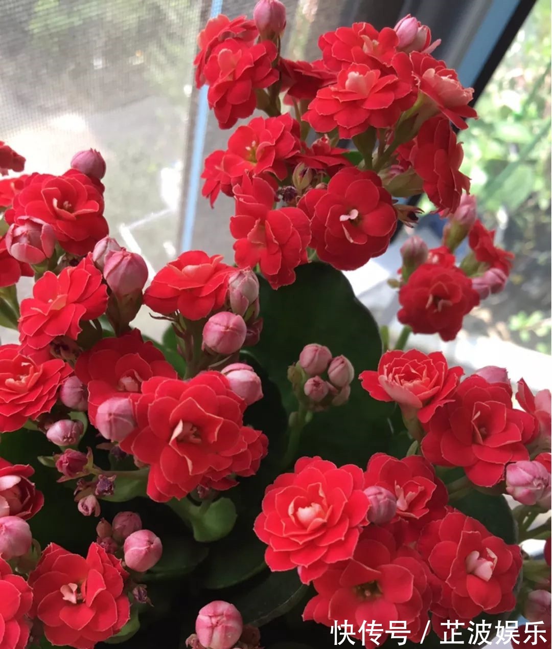 绿萝浇啤酒,文竹来勺糖,1个月嗖嗖长2米!