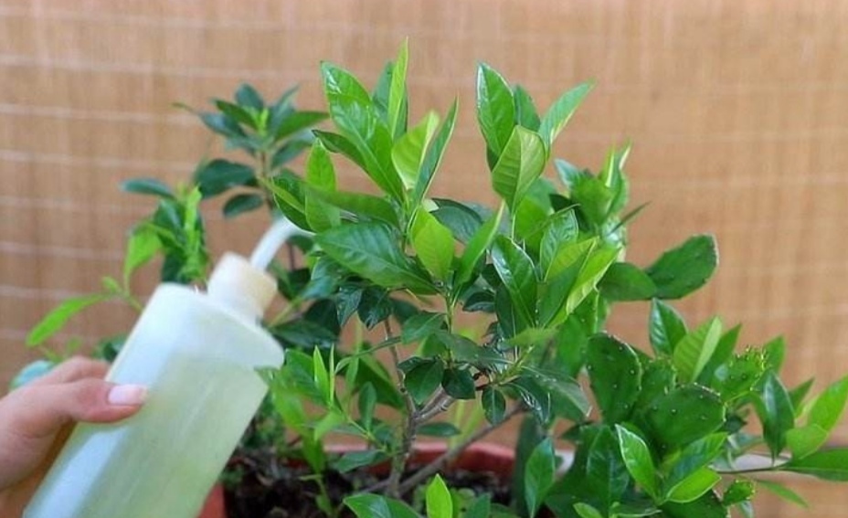 家里养栀子花,常用“2种肥水”,叶子浓绿、开花又多