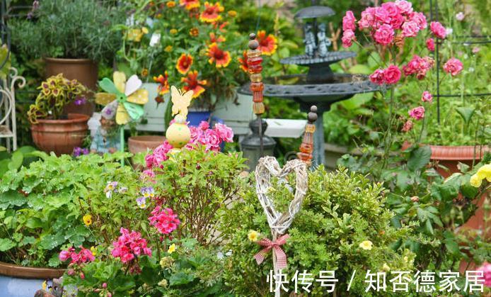 适应能力|零下20度冻不死的花草清单，种在北方小院，可多年赏花