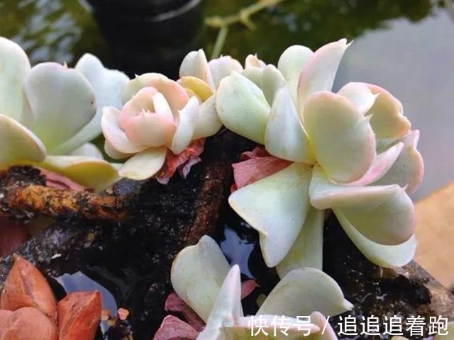 老干妈瓶养多肉，不用土只用水，叶子疯狂吸水3天变胖！