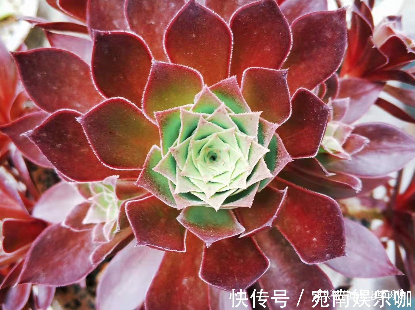 多肉法师“新三仙”之凤凰与火凤凰——长得不太像，但颜值都很棒