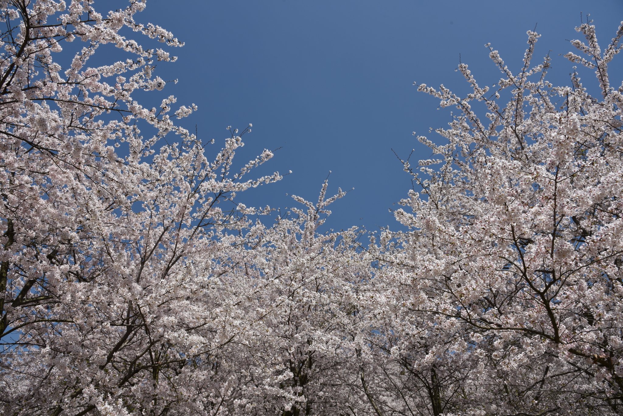 平坝樱花海，惊艳又浪漫