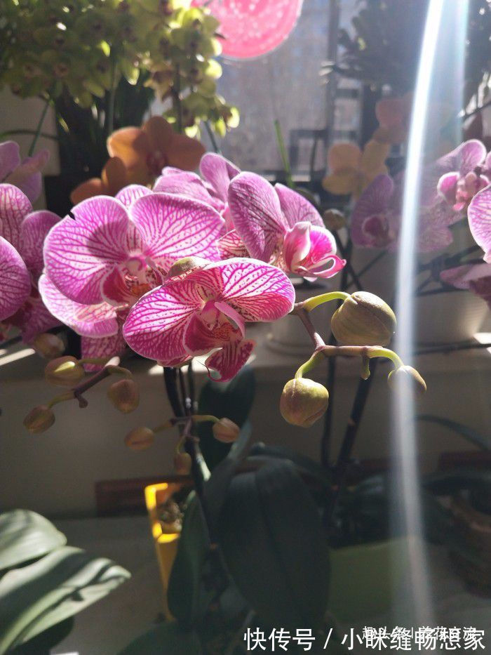 透气性|养护国兰和洋兰的几个基本技巧,学会浇水,盆栽养窗台边就好活