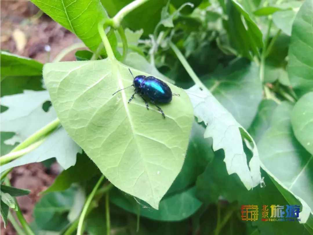 采摘|在北京浪漫开直升机摘樱桃，田园花海中无限畅吃，这才是夏日的味道