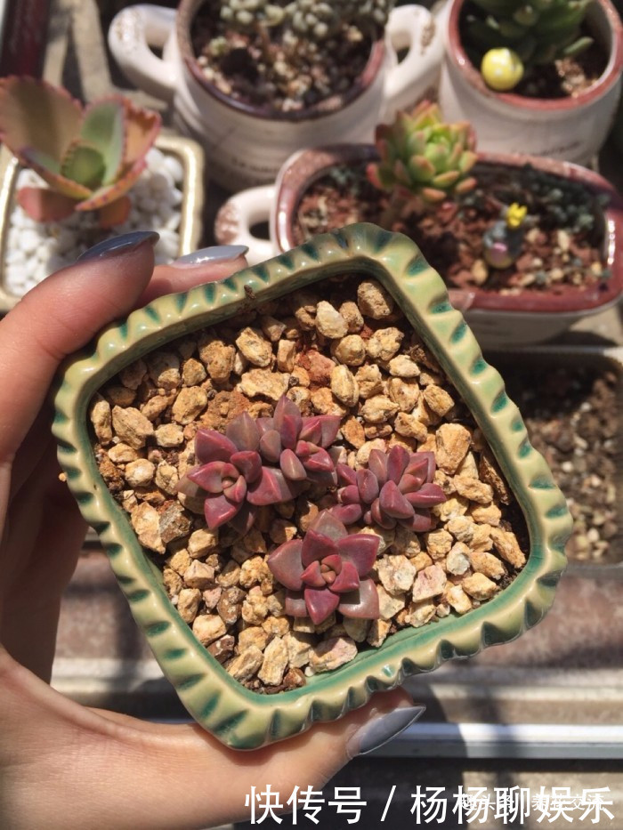 叶片|这三种简单方法可以繁殖多肉植物,叶片、枝条和侧芽都可培育