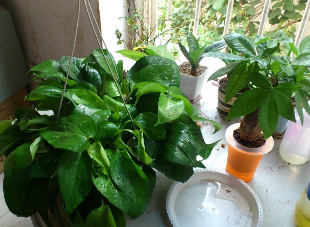 金边吊兰|室内盆栽植物,选花卉不如养绿植,这4款堪称一绝