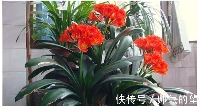 白酒|君子兰不开花,喝上一口“白酒”,50天后开花爆盆,快学起来吧