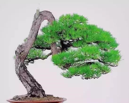 这3种盆景可以养成传家宝，再穷也要养，越老越值钱！