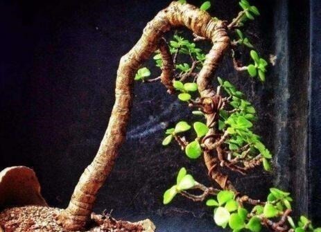 养“马齿苋树”，用点“它”，叶绿如玉，枝粗壮，1年就能成老桩！