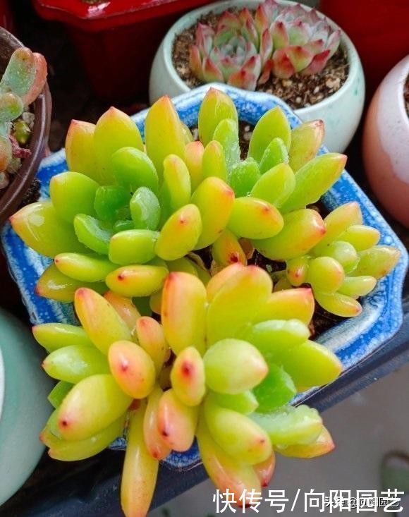 玉露|封闭阳台养多肉,很容易徒长,别再养景天科肉肉了,试试这一种