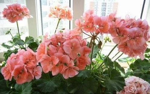 生根|此5种花,花期长又好养,扦插就生根,夏天也一个劲儿的开花