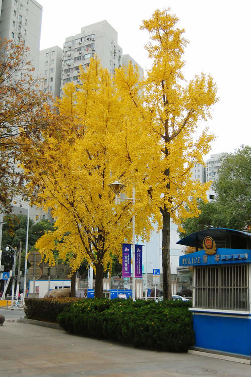 一年一度|不夜城绿地披上一年一度的“黄金甲”，银杏与红枫更配哦