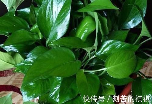 养花用什么水浇灌2种'万能浇花水',浇啥花都能越长越旺盛