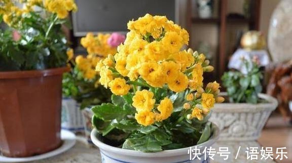 长寿花扦插不复杂,只需注意几点,叶片肥嘟嘟,开花又大又艳!