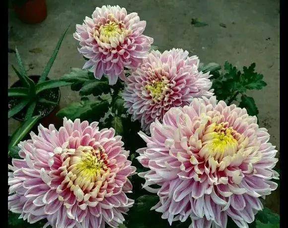 入冬后,这些花别折腾,越折腾越死