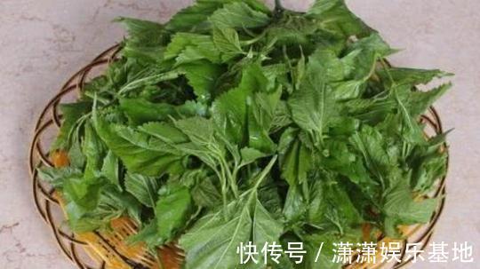 血糖|桑叶能够降低血糖吗?分别听听中医和西医给出的回答!