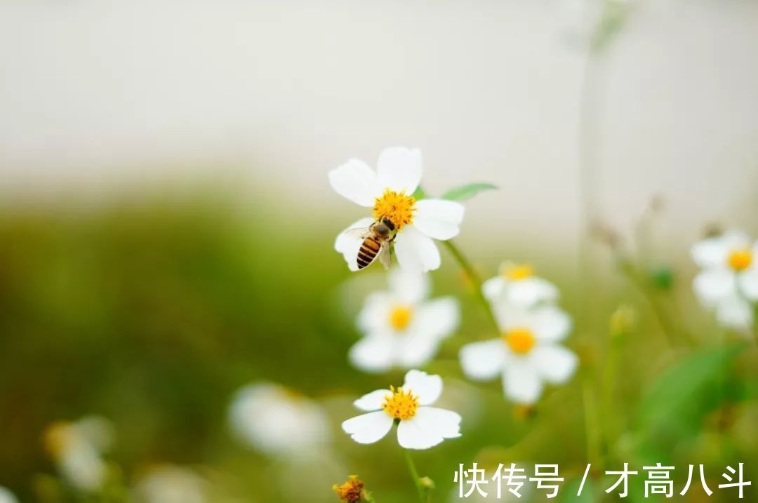 淮中晚泊犊头@20首春雨诗词，一朝春雨过，万物皆清明