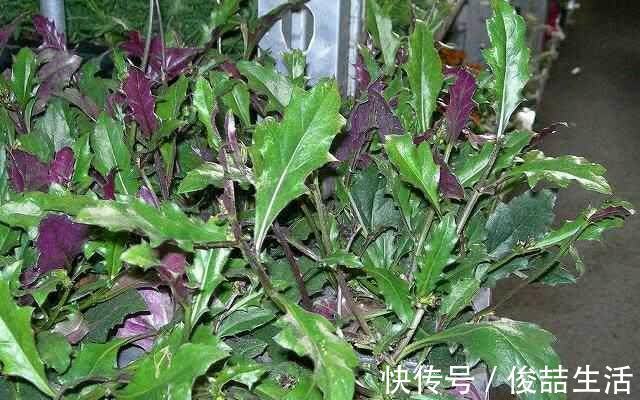 阳荷|奇怪的山野菜,就是去了山里也不一定认出来