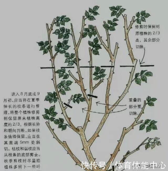 月季藏有“小开关”，长出“这种”枝条别乱剪，养2周花朵爆盆！