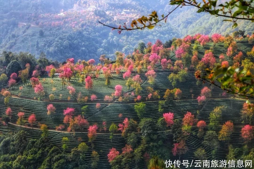 樱花|无量山2000亩的樱花开了，等你来