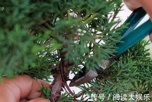 盆栽花草不能养成这3坏习惯！不然植物长不旺，花卉迟迟不开花