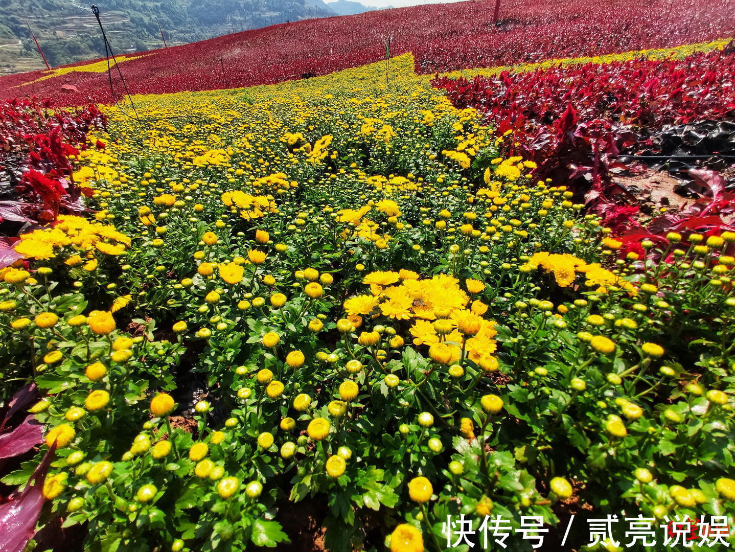 观景台|超燃！大山惊现超大“五星红旗”，占地相当于11个半足球场大