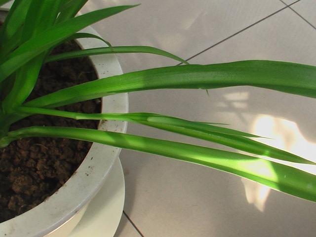 吊兰不用施肥换盆,用一招,快速疯长,1个月大变样,长爆盆