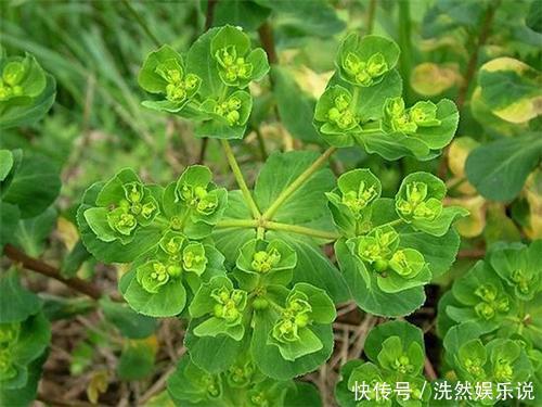 农村野草很稀奇,折断流出“羊奶”,但汁水却有毒,还能当药