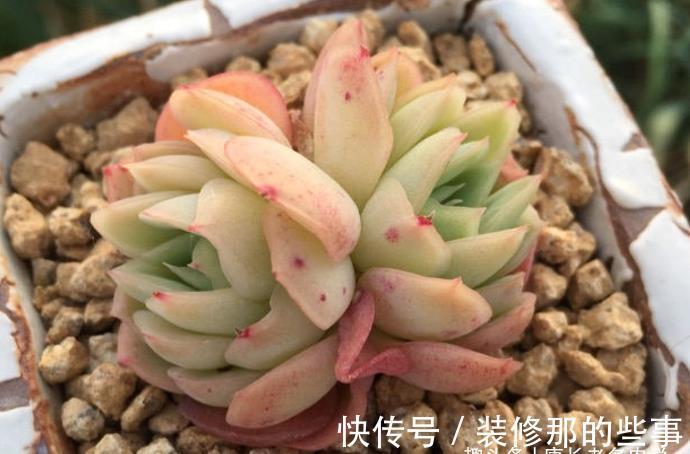 冰梅|月影系多肉之冰雪女王——平常颜色有点白，出状态时却黄中带红