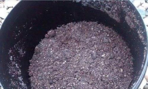  农村|农村没人要的稻壳是养花神器，抓一把撒盆里，花开爆成大花球