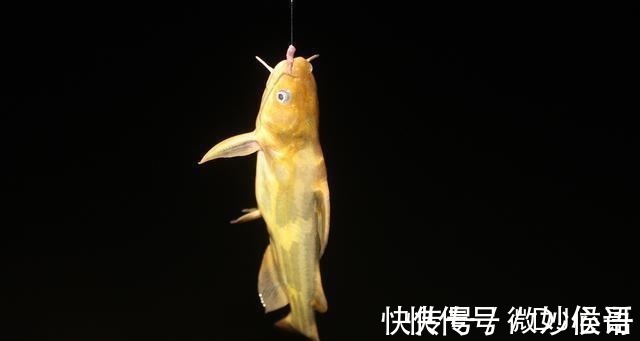 钓位|不怕小鱼的蚯蚓挂法,无倒刺鱼钩适用,秋冬野钓上鱼更多!