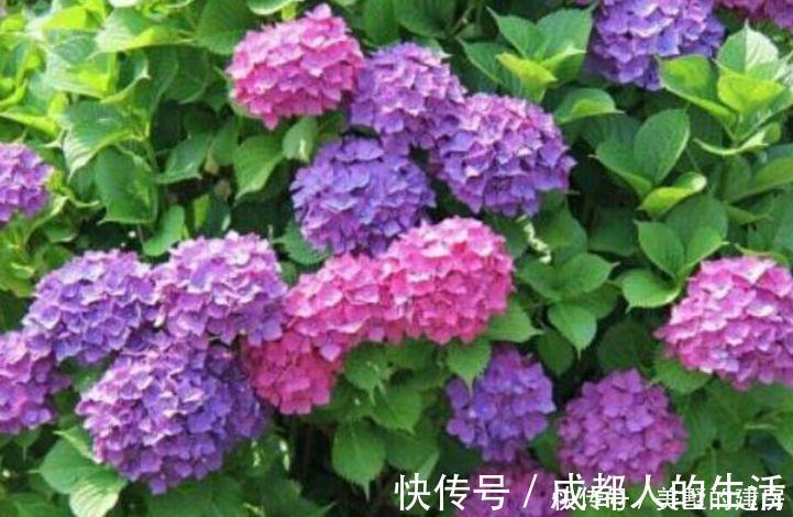 绣球花|养花试试这几款，花开繁盛花香怡人，给点阳光就灿烂，人见人爱