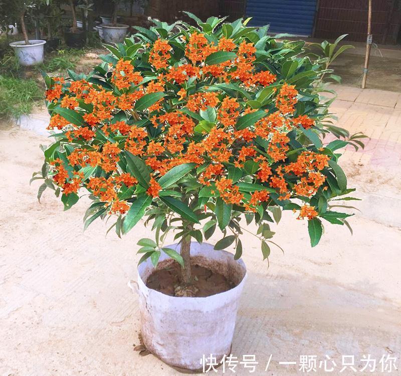 4种“杀菌花”,冬天养几盆,清香漂亮,空气清新,家里人少生病