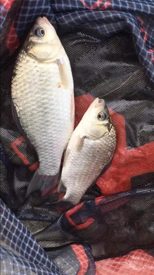 浮漂|冬季鱼口轻,浮漂调钓很重要,这两点不考虑有口也没信号