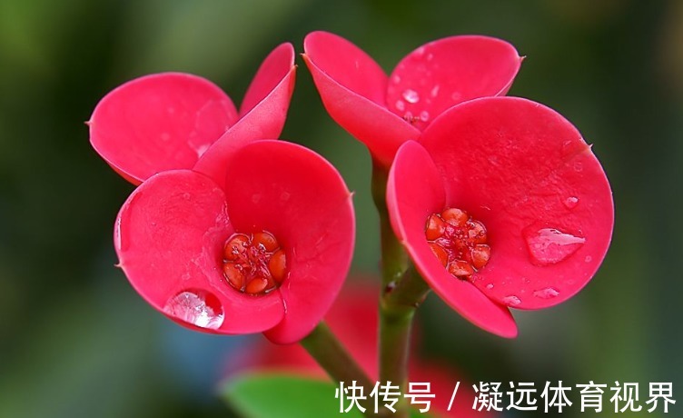 适合新手养的阳台精品花卉有哪些,装扮你的阳台,还能花香十里