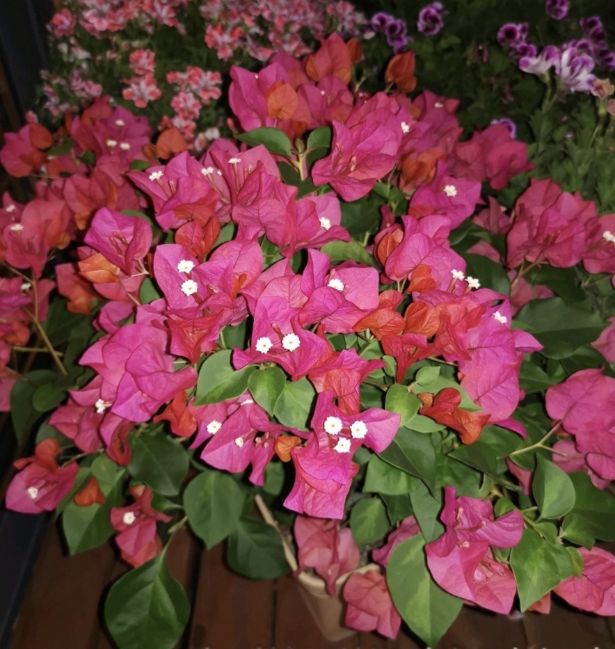 进入8月,养花浇点“开花水”,2周冒花苞,花色艳、花朵密