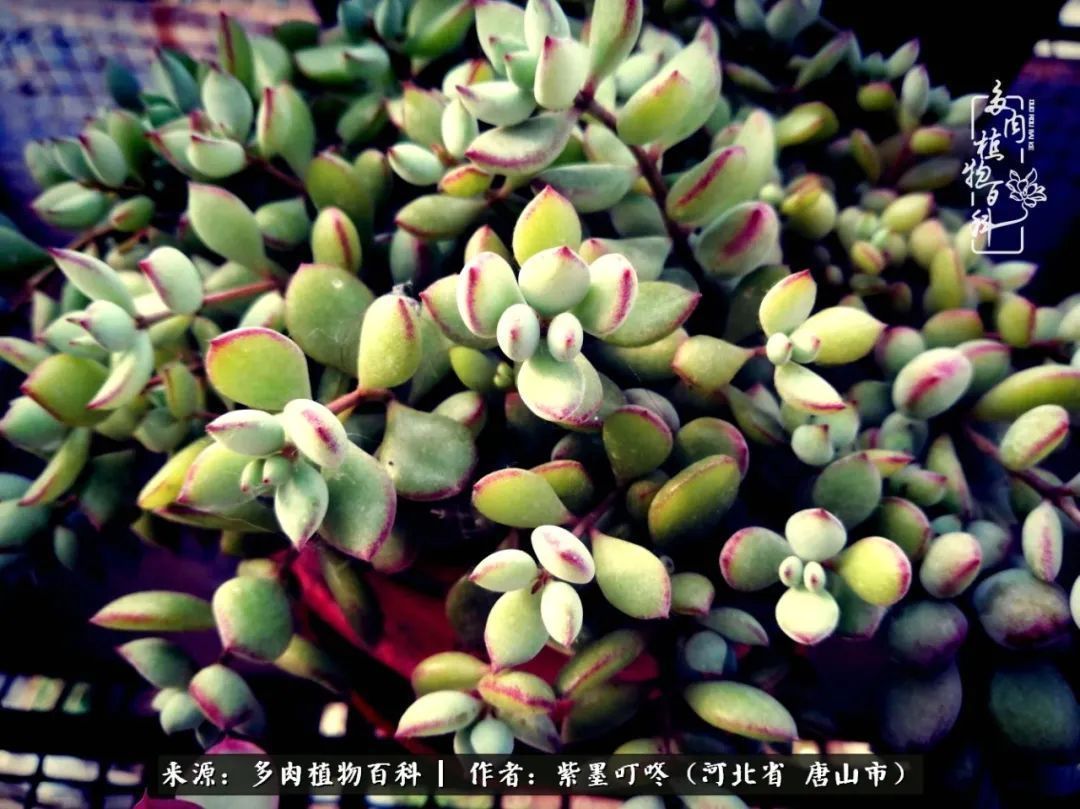 从平凡中寻找美感,从噪杂中寻找宁静——多肉给予我的心灵疗愈!