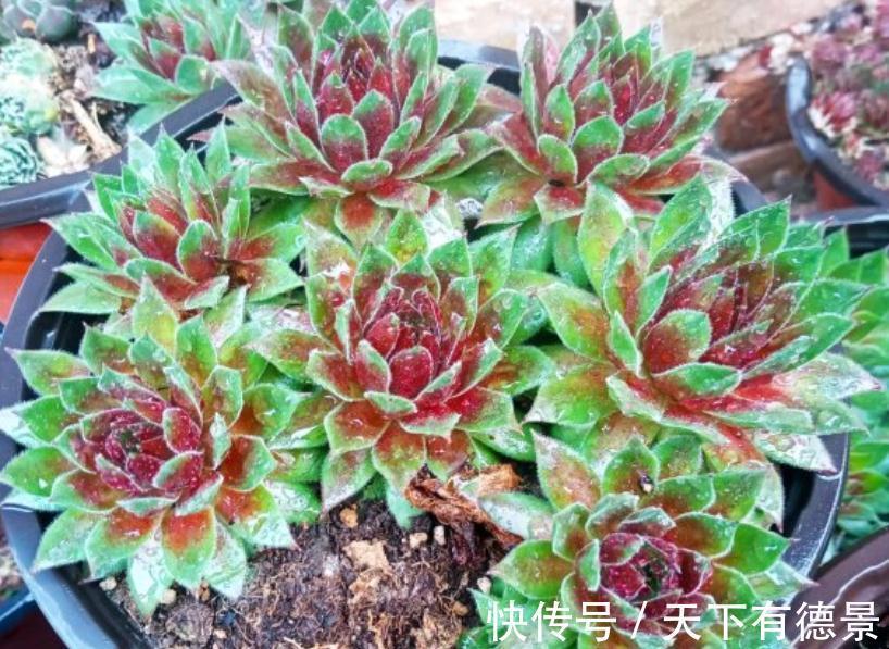 盆栽此款多肉,打理好这些,茎叶长得像莲花,一年四季都在开