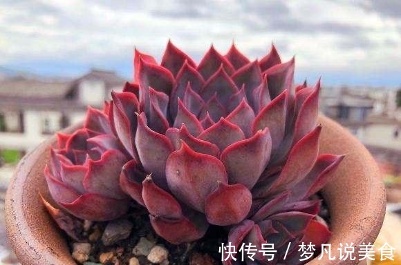阳台养多肉不能错过的16种,全是名气大的品种,价格不贵还很美