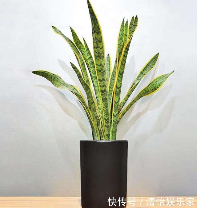 虎皮兰喜光|初夏养虎皮兰，三步让植株更健壮，叶片饱满有活力