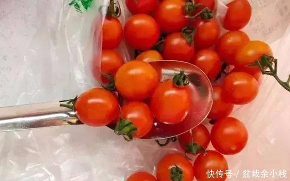 盆土|盆里灌点饮料,盆土疏松有营养,10年不用换土花也长得旺