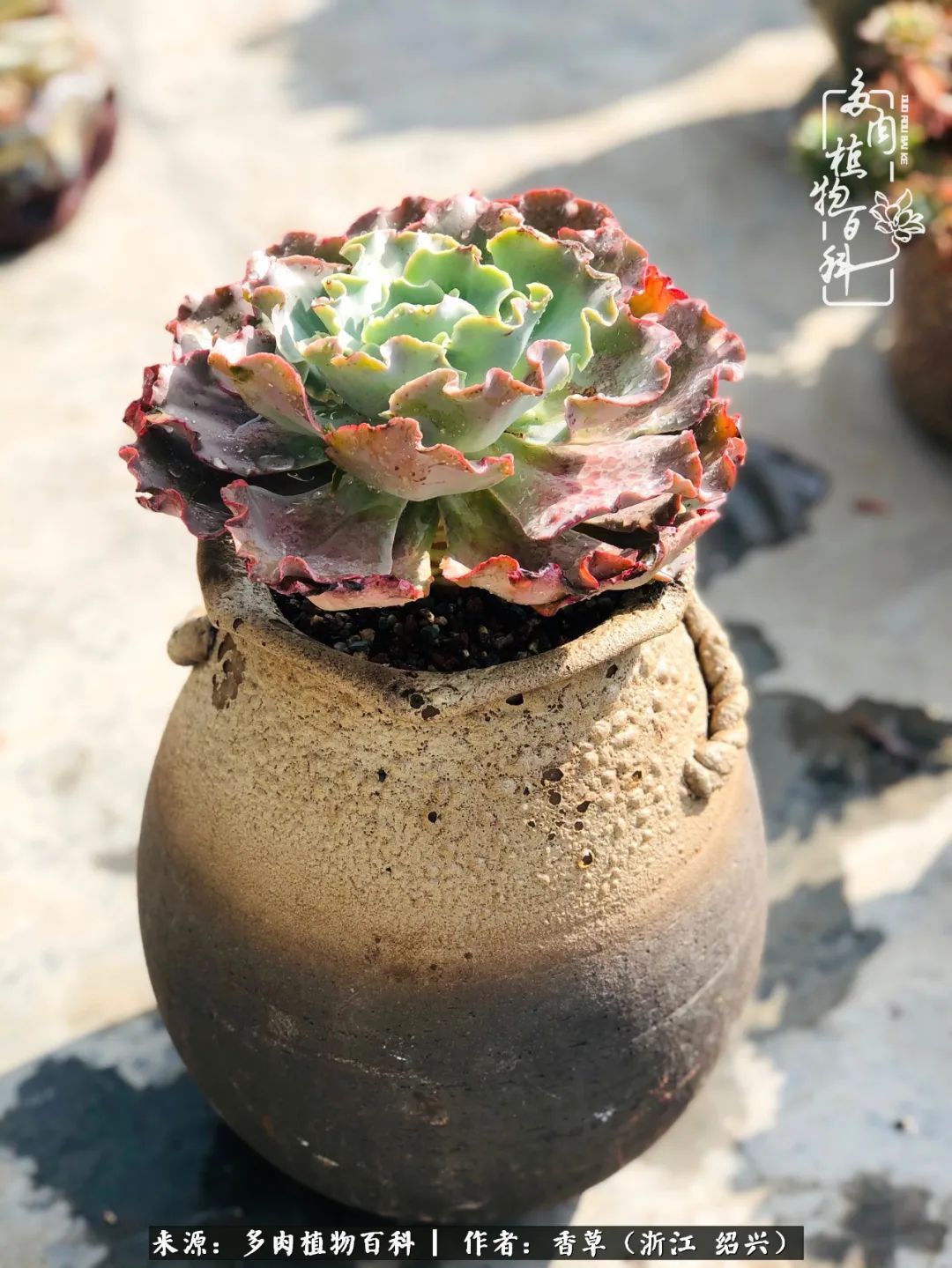 阳台上的一亩三分地,我愿与你一起,与时光媲美!