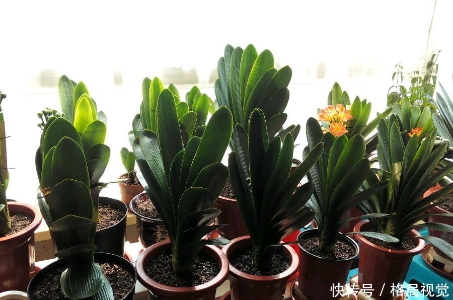 君子兰怎么分株网友一个骚操作，君子兰虽不死也会僵苗难服盆