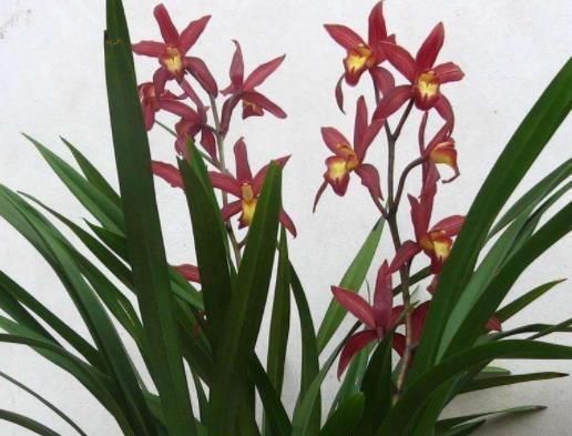 6月养兰花,多用“一种壳”,20天后蹿花苞,开一次爆一次