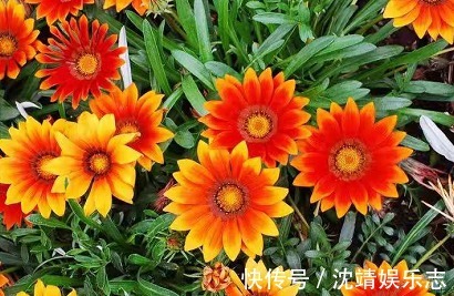 漂亮|喜欢养菊,那就养盆漂亮的菊花,这花亮丽动人,花开上百天