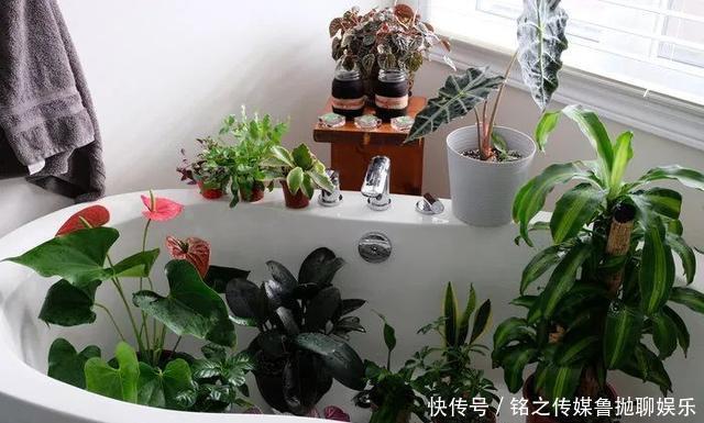 用自来水、雨水、桶装水和凉开水养花的差别,哪种水养花最好呢