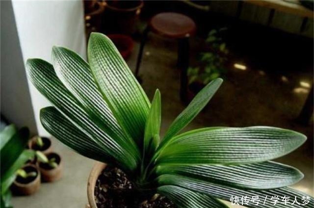 植株|养君子兰别整那些虚的!这么养,叶片绿油油,一年开2次花!
