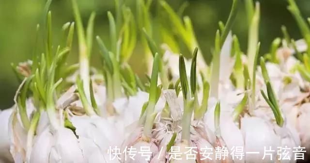 茼蒿|阳台就是大菜园,这6种蔬菜都能种,一年不用买菜,全家都够吃